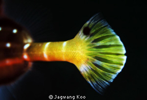 Tail of Trumpet Fish by Jagwang Koo 